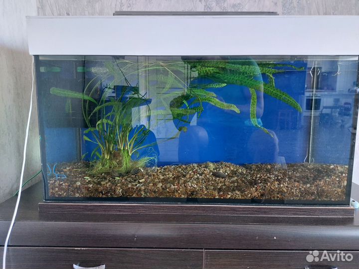 Аквариум на 150 литров
