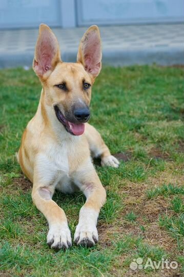 Собака в добрые руки