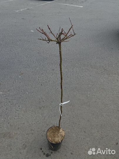 Роза на штамбе