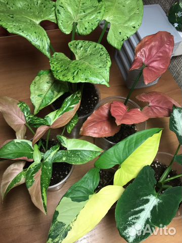 Сингониумы редкие коллекционные