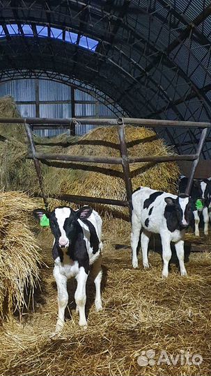 Кфх Сахипгараев продажа Бычков