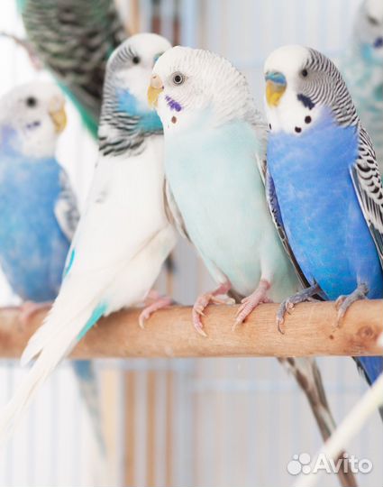 Волнистые попугаи для каждого. Большой выбор