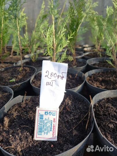 Туя Восточная (саженцы)