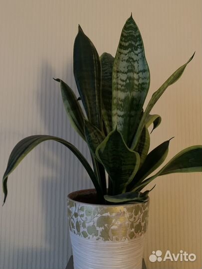 Сансевиерия