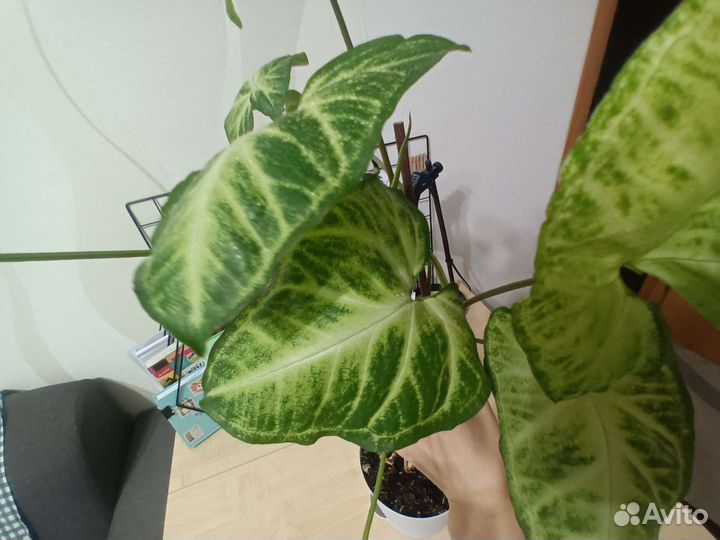 Цветок комнатный