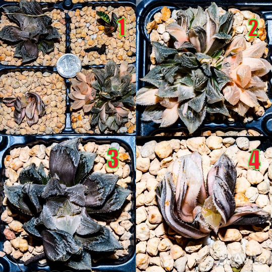 Хавортия вариегатная редкая