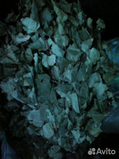 Венники берёзовые