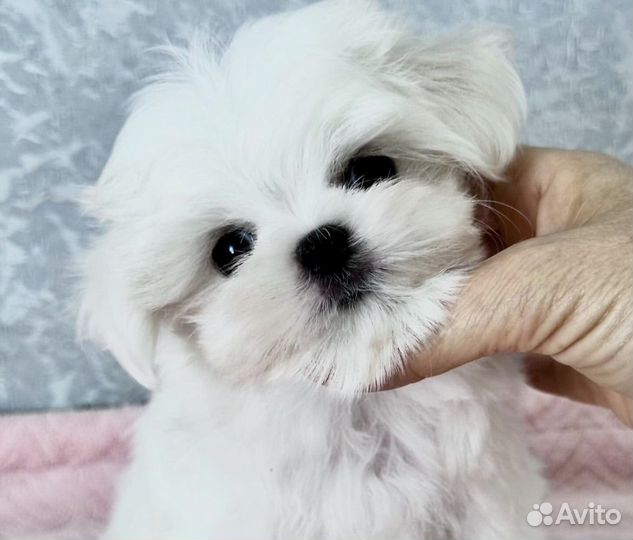 Мальтезе девочки