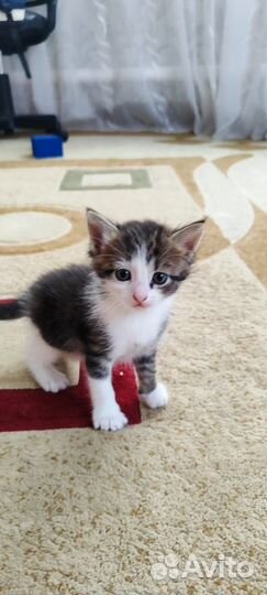 Котята в дар