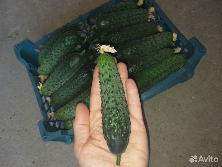 Огурцы свежие