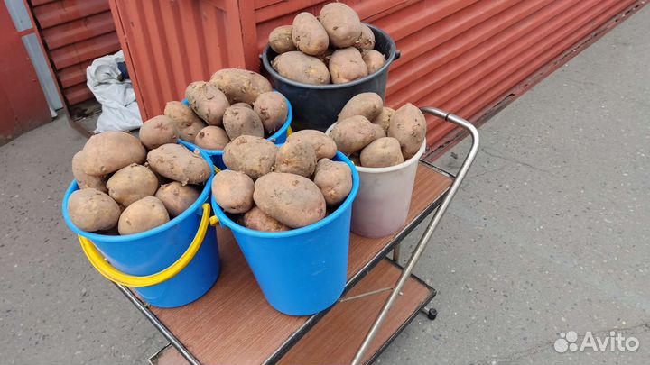 Картофель