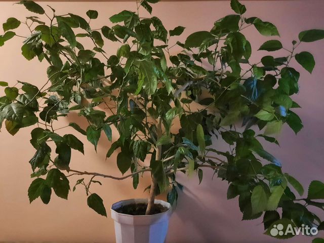 Гибискус китайская роза