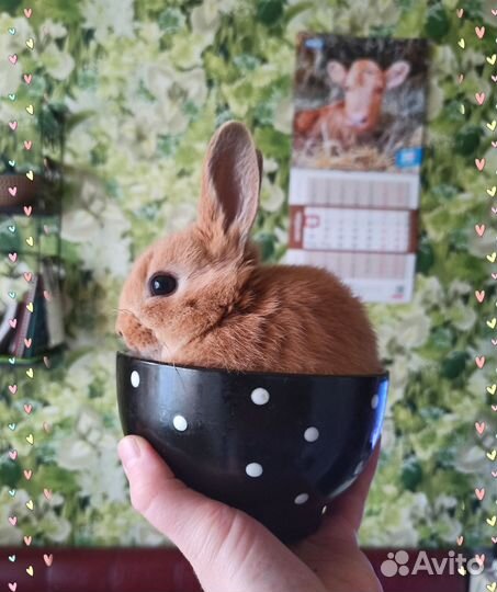 Карликовые кролики мини