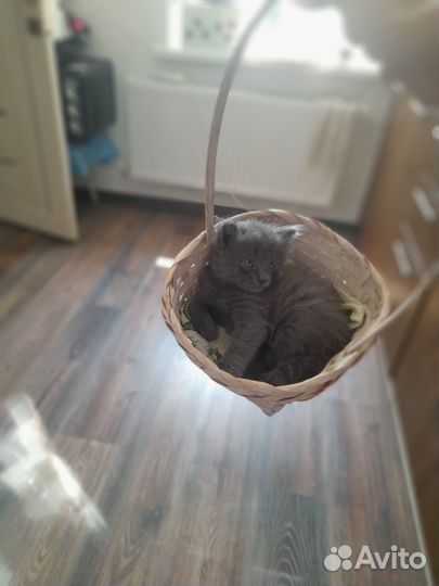 Отдам котенка в добрые руки, мальчики. Бесплатно
