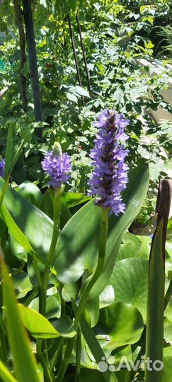 Понтедерия серцевидная