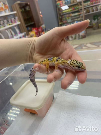 Геккон эублефар