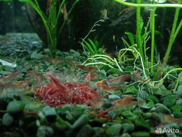 Креветки Вишня