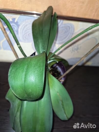 Орхидея фаленопсис
