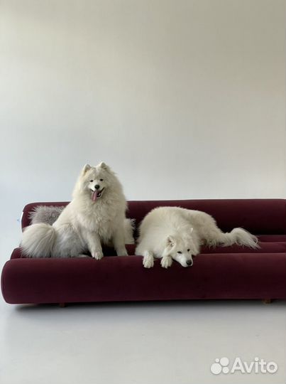 Собака для фотосессии