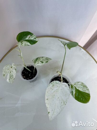 Сциндапсус, монстера