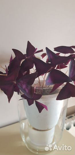 Комнатные цветы кислица