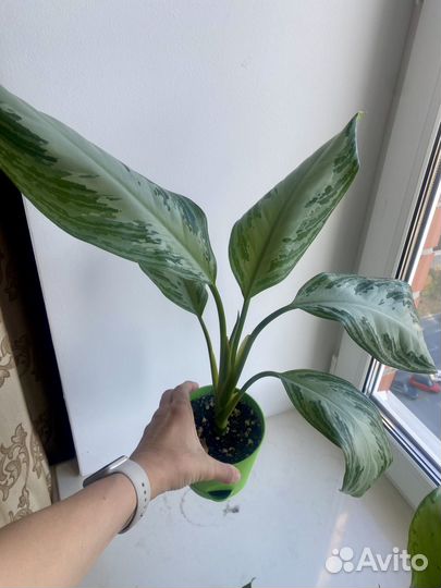 Аглаонема сильвер бэй