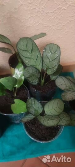 Калатея мозаика