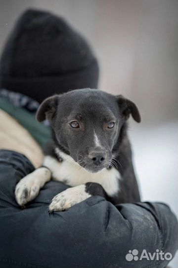Собачка в добрые руки