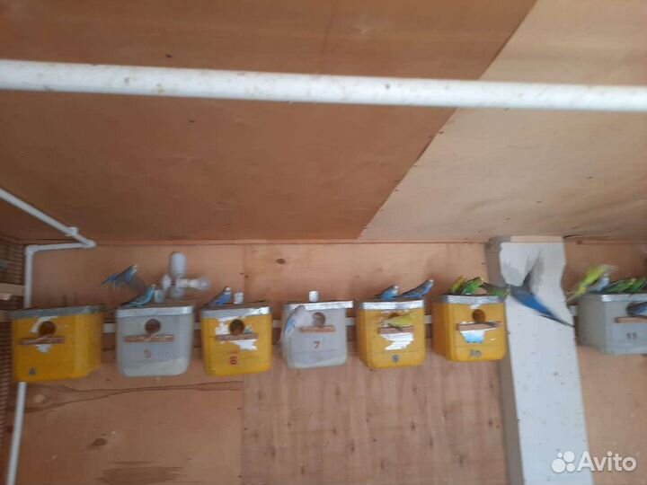 Попугай волнистый