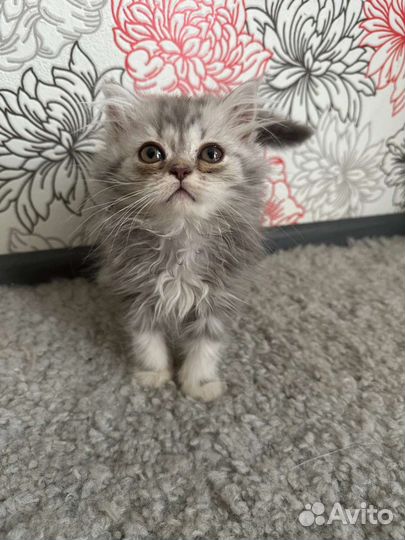 Британские котята
