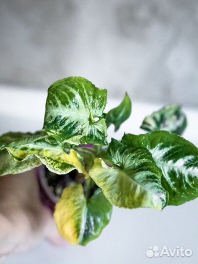 Сингониум яичница scrambled eggs