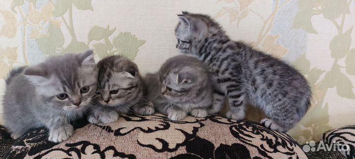 Шотландские котята