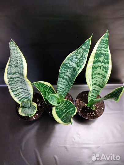 Комнатные растения Сансевиерия Футура Суперба