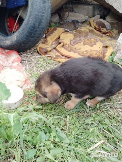 Собака в добрые руки девочка темная и мальчик