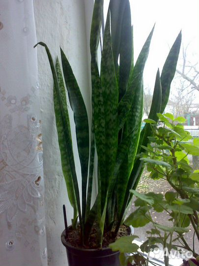 Сансевиерия классика, высокая, ханни, с каймой