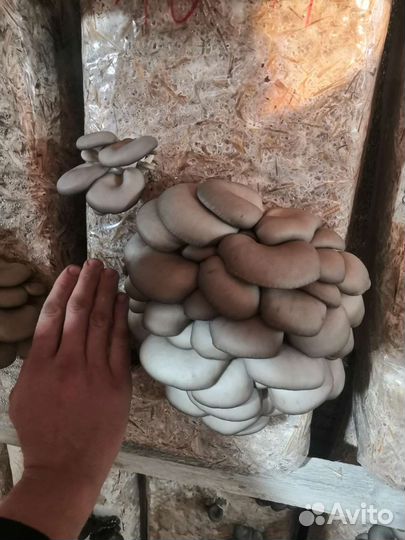 Грибные блоки вешенка