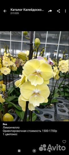 Орхидеи приход в начале октября