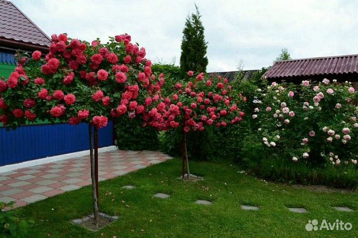 Розы штамбовые