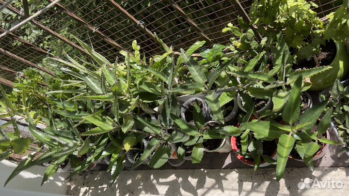 Каланхоэ лечебное