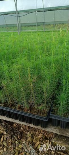 Саженцы ели европейской зкс