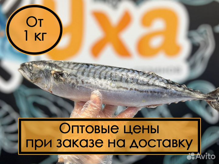 Рыба скумбрия, минтай, пикша, пангасиус