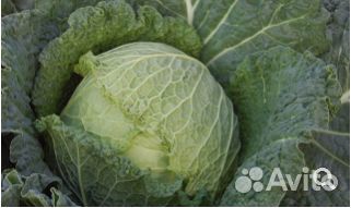 Семена Капусты 