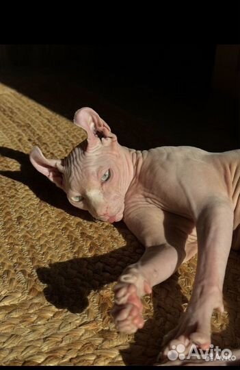 Канадский сфинкс эльф на вязку