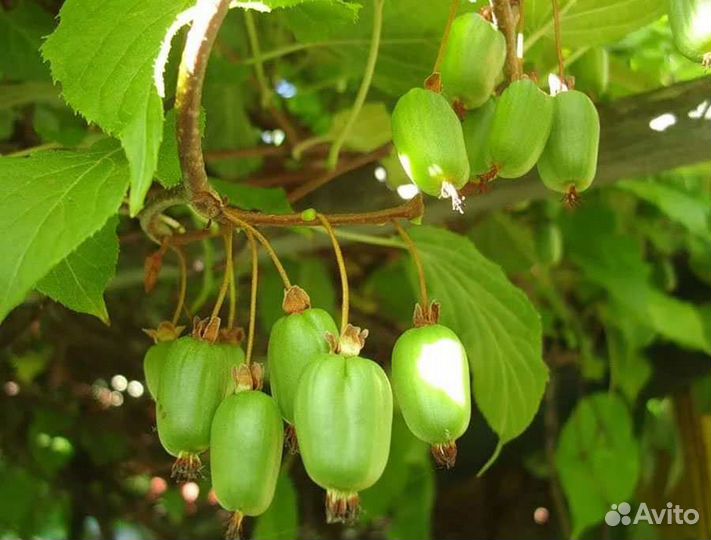 Актинидия (от 5 шт)