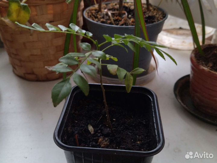 Мурайя Кёнига, гудучи, пунарнава,ним,брами,сушни