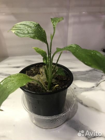 Спатифиллум