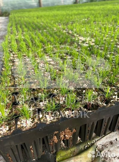 Сеянцы Сосны Горной Мугус с зкс