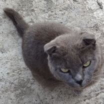 Найдена кошка вислоухая, Сочи
