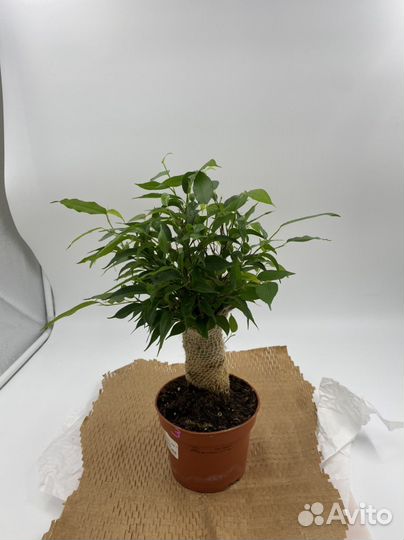 Фикус Наташа Джут