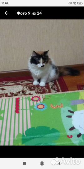 Кошечка в добрые руки